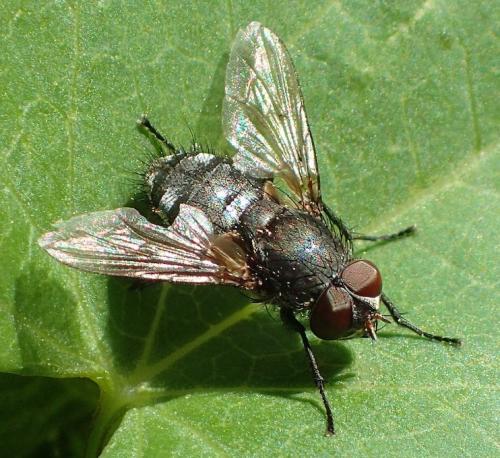 Réf. 190 178 : Pollenia sp.